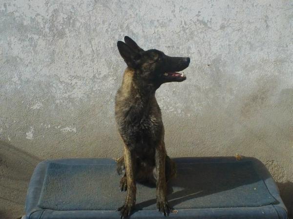 Loise (Falcon) | Dutch Shepherd 