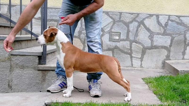 Abate's Bull My Daddy Will Kill You | American Staffordshire Terrier 