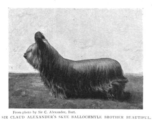 Ballochmyle Brother Beautiful | Skye Terrier 