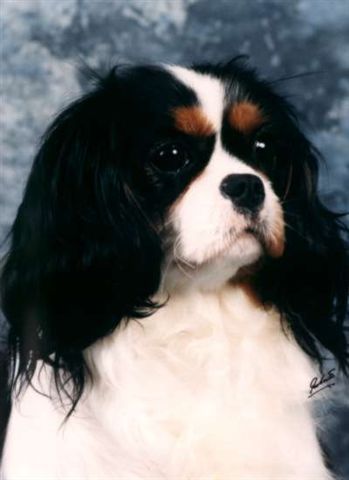 Royal companion Suddenly susan | Cavalier King Charles Spaniel 