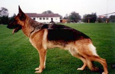 Olga vom Haus Geltinger | German Shepherd Dog 