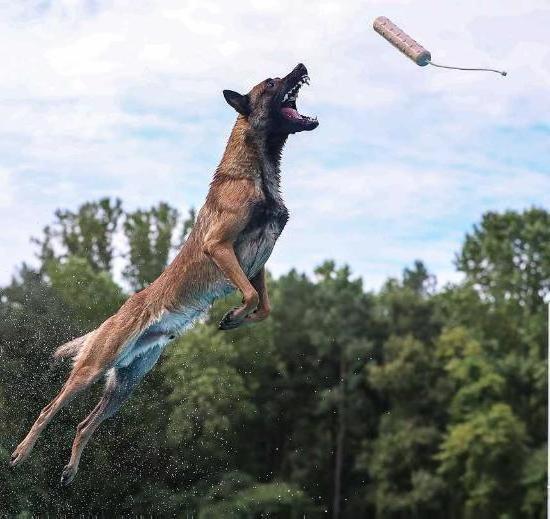 Top Gun's Cirque | Belgian Malinois 