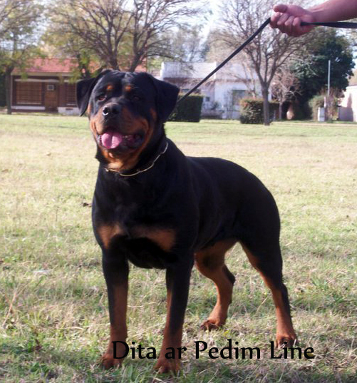 Dita ar Pedim Line | Rottweiler 