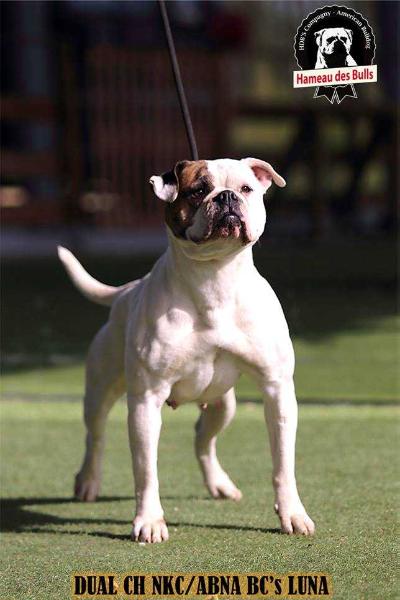 Butch Cassidy's Luna | American Bulldog 