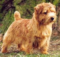 Allright Magic Trapper | Norfolk Terrier 