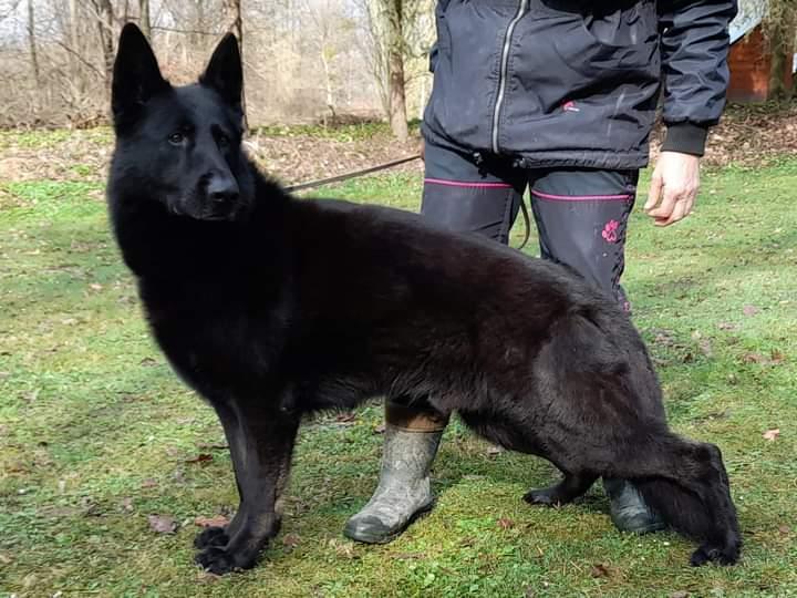Jeff z Bakru | German Shepherd Dog 
