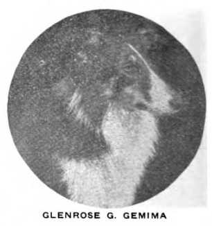 Glenrose G Germina (247214) | Rough Collie 