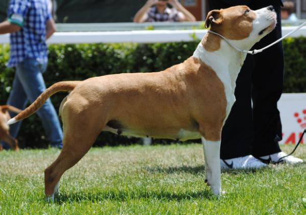 Hot Family Lady B | American Staffordshire Terrier 