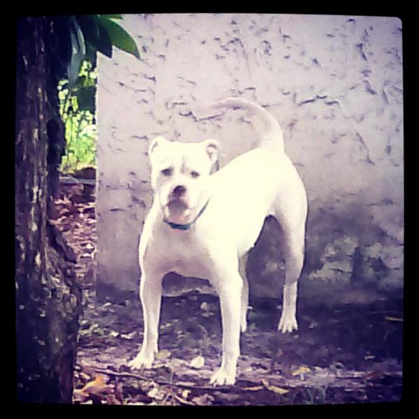 Quality bullys snow white of everglades | American Bulldog 