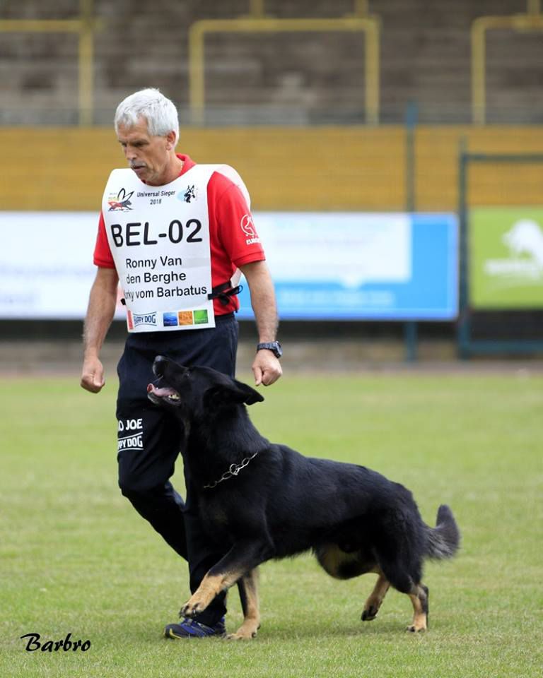 Korky vom Barbatus | German Shepherd Dog 