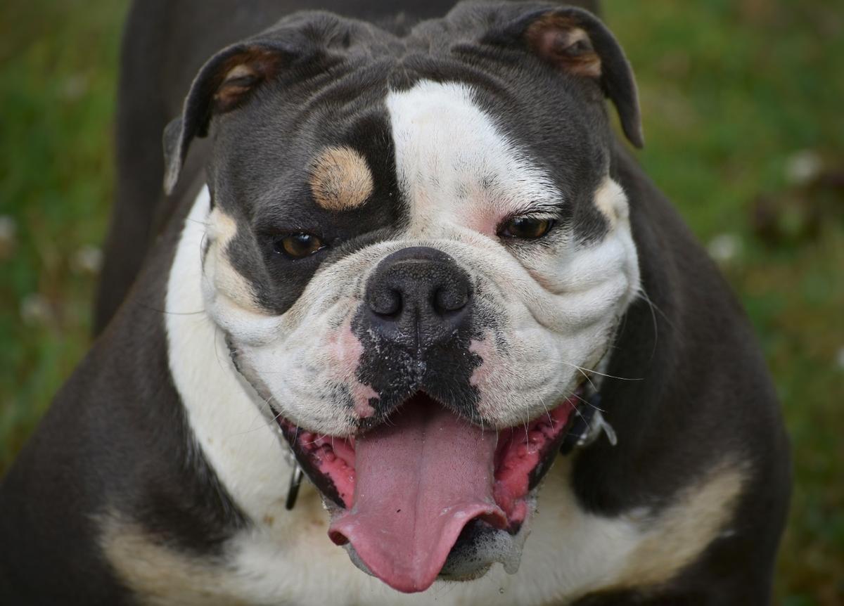 BFK Kalash II | Olde English Bulldogge 