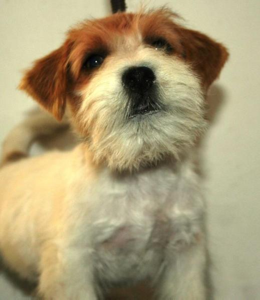 ROYAL DI SAN RUFFINO JACK GEORGE CLOONEY | Jack Russell Terrier 