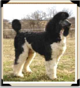 Smith's Mo Bandy | Poodle 