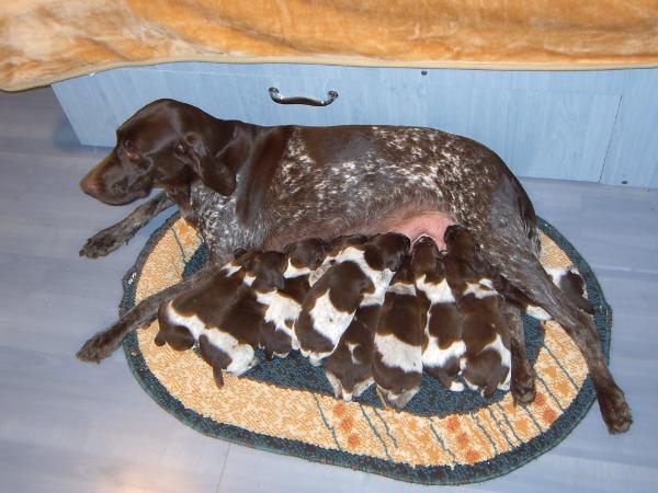 Betty | German Shorthaired Pointer 