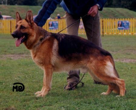 Opal vom Arolser Schloß | German Shepherd Dog 
