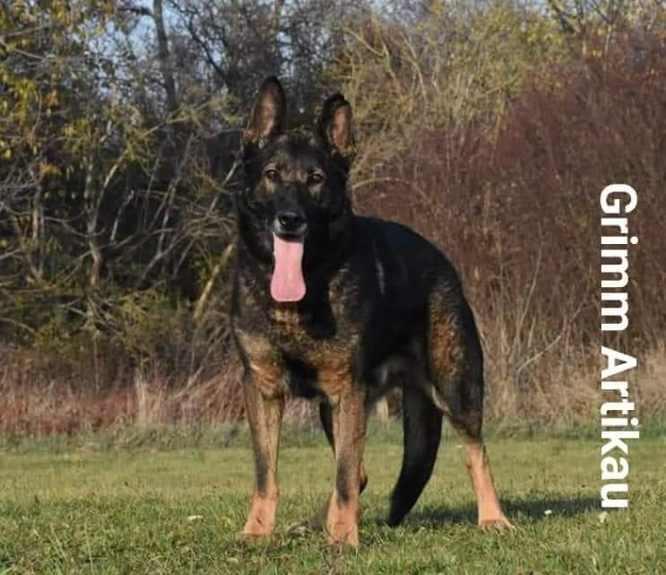Grimm Artikau | German Shepherd Dog 