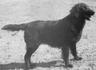 Black Jet of Wyndhamian | Flat-Coated Retriever 