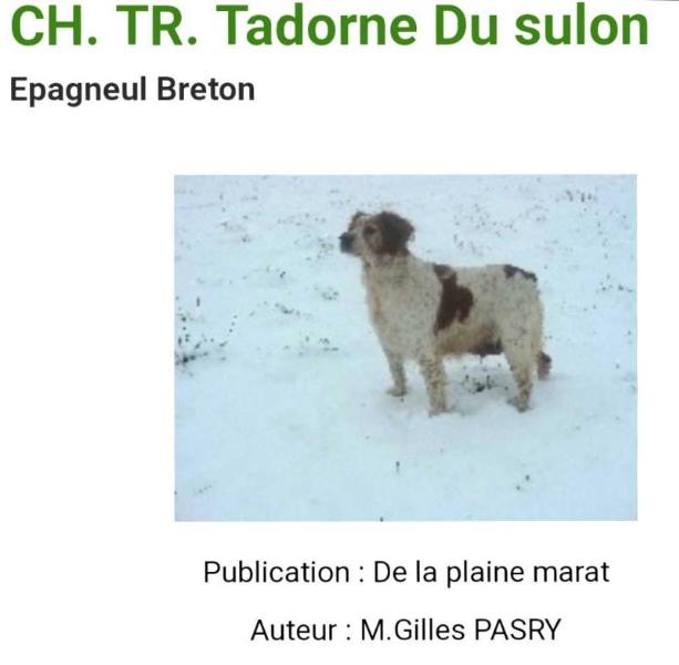 TADORNE de Sulon | Brittany 