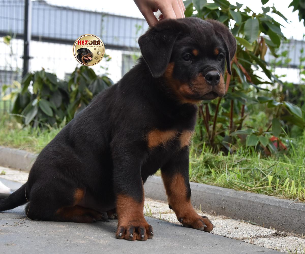 FIGIEL Hezora | Rottweiler 