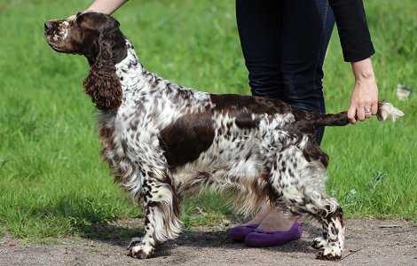 OCEAN PITFAL I FHÉIN | English Springer Spaniel 