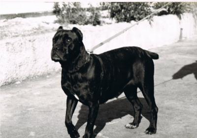 Darma (AG94L3327) | Cane Corso 