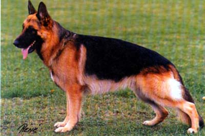 Stobuko Yohaness Berg | German Shepherd Dog 