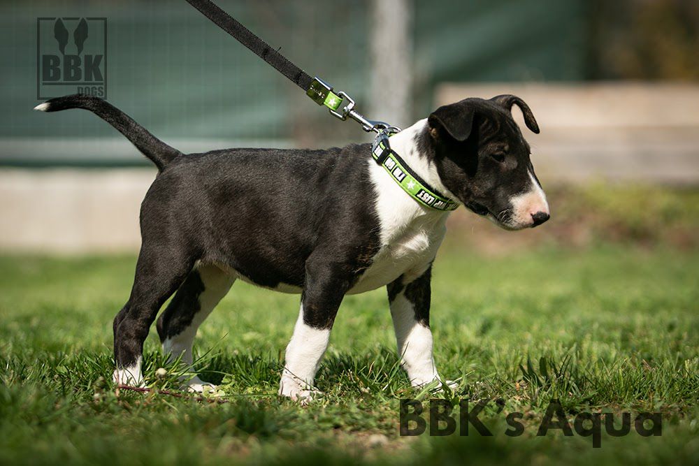 BBK'S Aqua | Bull Terrier 