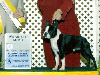 Pequoag Gatekeeper for Kennedy | Boston Terrier 