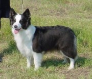 Shoreland's Ewehoo Maggie Blue | Border Collie 