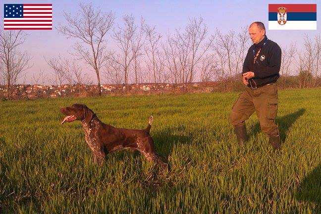 ETO'O OF RAJKOVIC ÐURO | German Shorthaired Pointer 