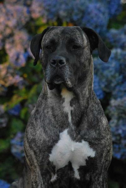 Hoxy of dogo Paradise | Perro de Presa Canario 