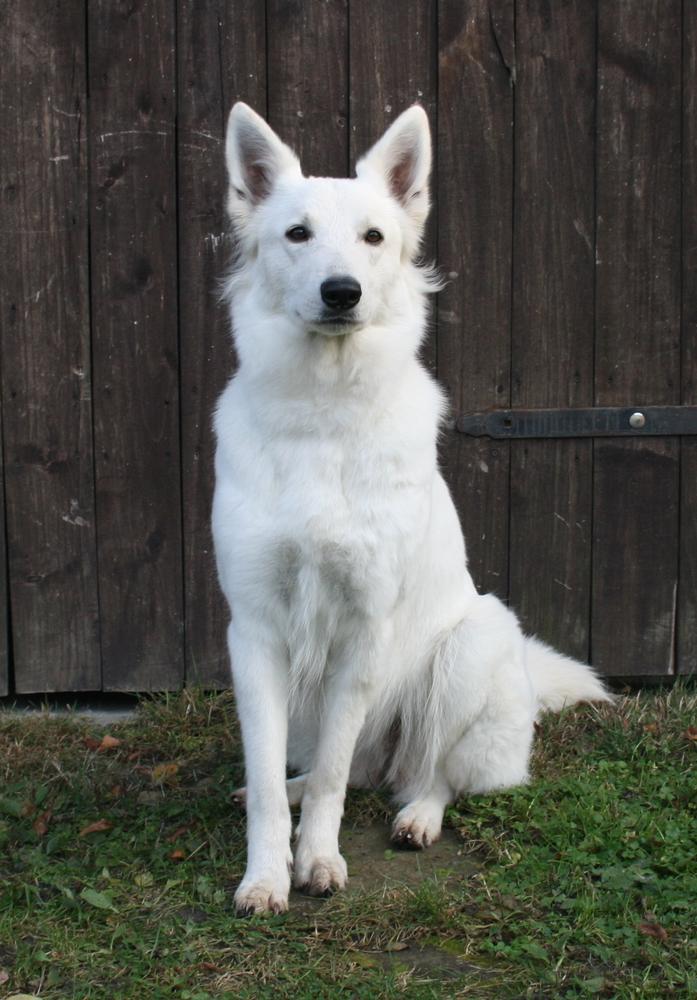 CHIA Las Kornas | White Swiss Shepherd Dog 