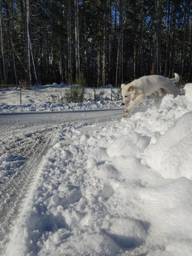 Coriolis O'Isla Maeghan | White Swiss Shepherd Dog 