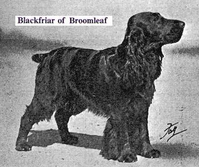 Blackfriar of Broomleaf | English Cocker Spaniel 