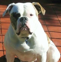 BuffaloCreek's Rex | Olde English Bulldogge 