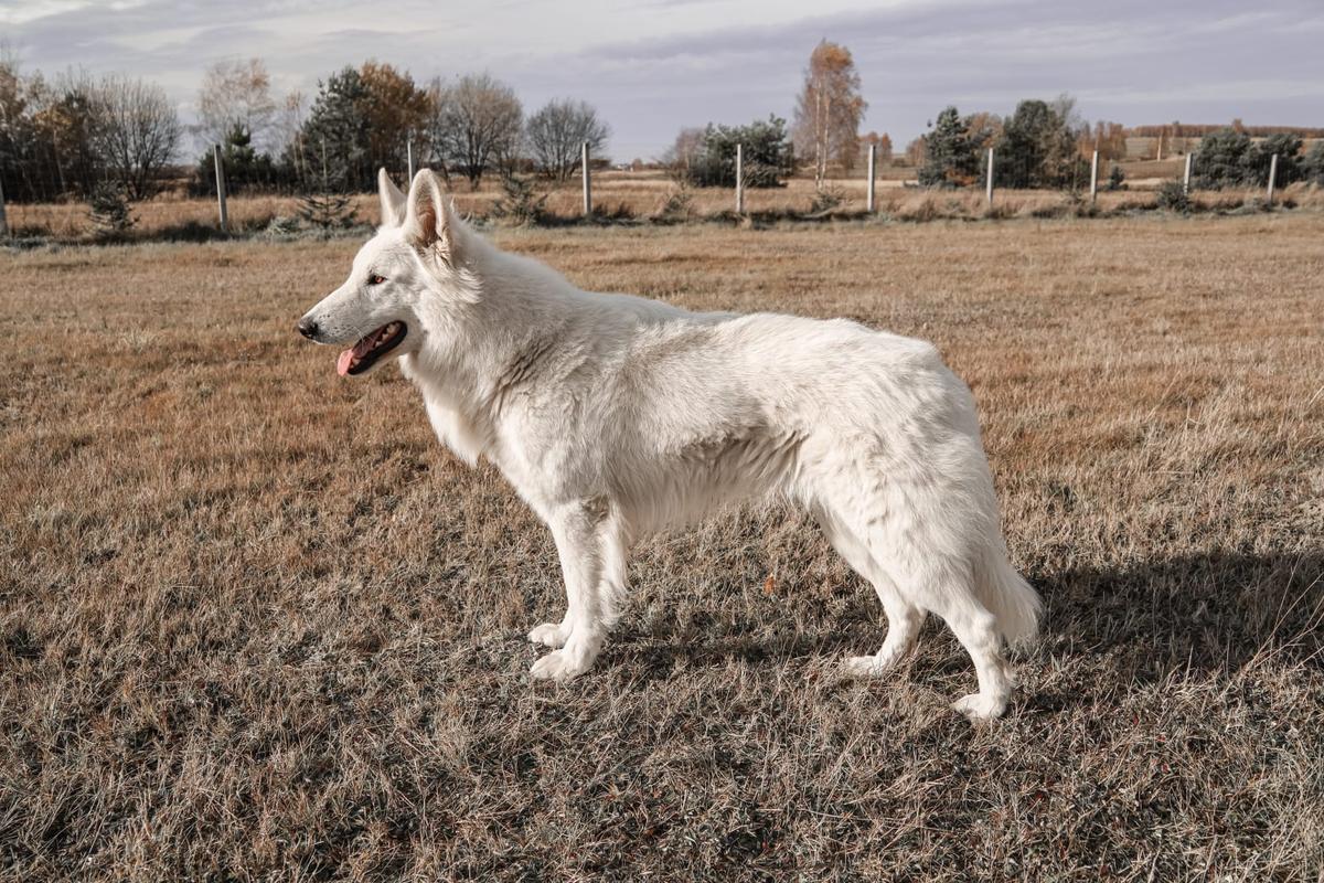 ALBUS White Discovery | White Swiss Shepherd Dog 