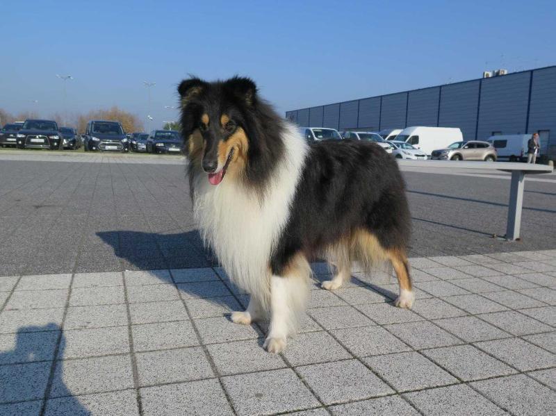Wicani Lord Of The Isles | Rough Collie 