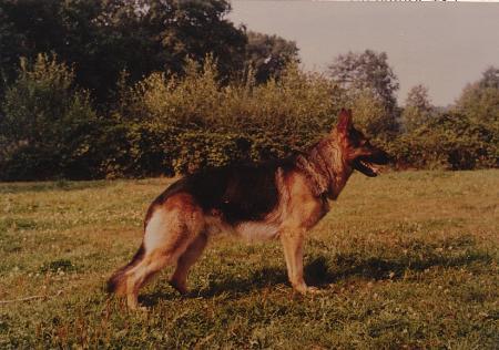 Rebell vom Haus Zöllner | German Shepherd Dog 