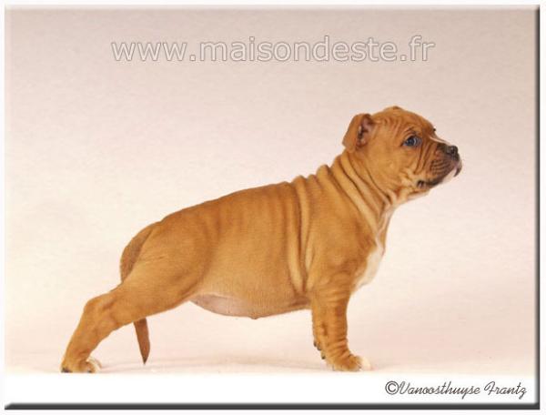 Full-option De La Maison D'Este | American Staffordshire Terrier 