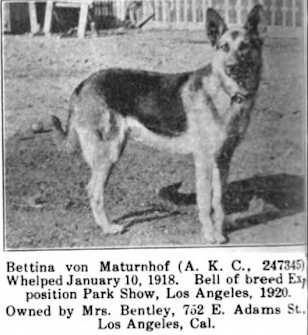 Bettina von Maturnhof | German Shepherd Dog 