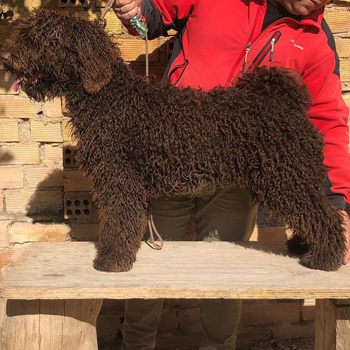 ESTRIBO DE GUADALTEBA | Spanish Water Dog 