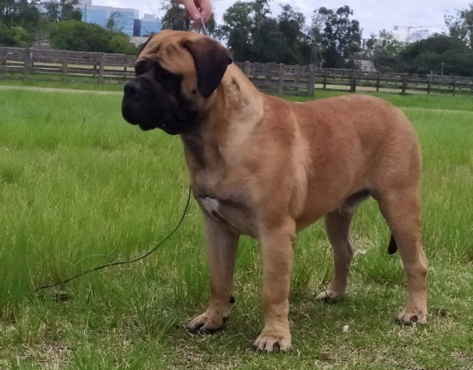 Beller's Kamau | Bullmastiff 