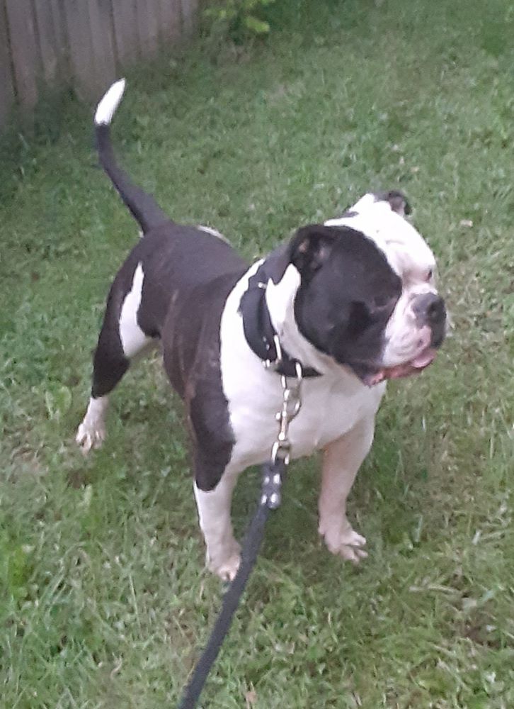 DHAB'S Tinker aka Tink @ HOC | American Bulldog 