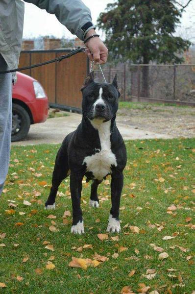 Keti v.d. ava -forst | American Staffordshire Terrier 