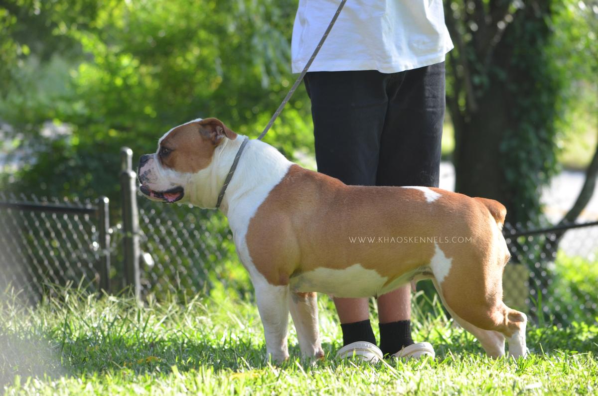 KHAOS' LC | Olde English Bulldogge 