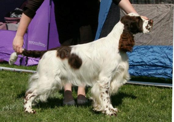 Mompesson Escourt | English Springer Spaniel 