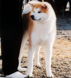 Daisuke Go Hanawa Kisaragi | Akita 