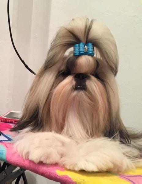 Amitzu Royal Extravagance | Shih Tzu 