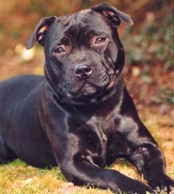 But's Charming Ruffians Lovely Loana | Staffordshire Bull Terrier 