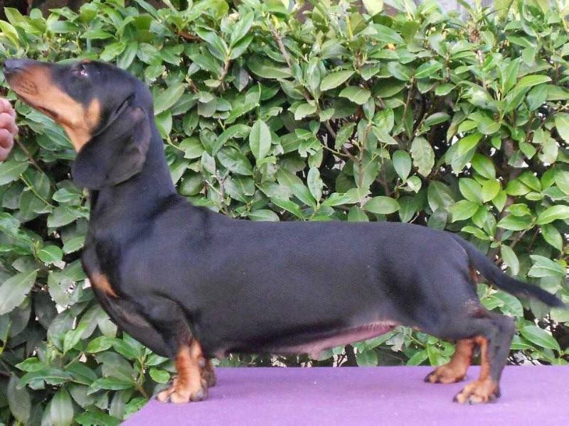 Shakyra di Turboland S/S | Dachshund 